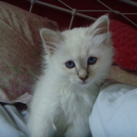 Photo #200794 de Dalton