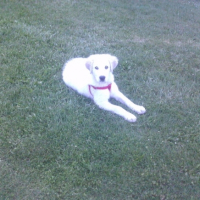 Maci dans l'herbe avec harnai