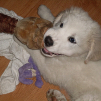 Maci toujours avec ses peluches