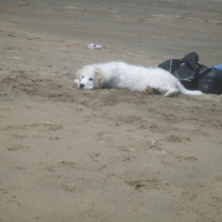 Maci a la mer il est pas fou avant de se jeter à l'eau il nous GARDE LE SAC