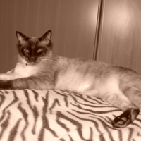 Photo #200930 de Yabou