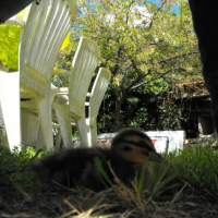 Photo #200932 de Platon