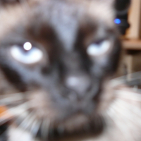 Photo #200934 de Yabou