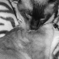 Photo #200946 de Yabou