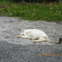 Photo #200967 de Morgan