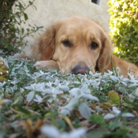 Photo #200970 de Samba