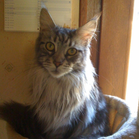Photo #201025 de Colchique