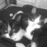Photo #201057 de Pico