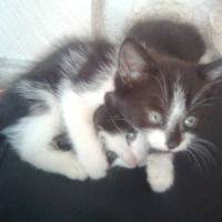 Photo #201061 de Pico