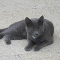 Photo #201064 de Simba