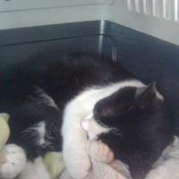 Photo #201066 de Pico