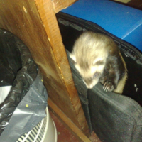 Photo #201100 de Kenza