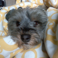 Photo #201129 de Bianca