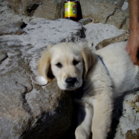 Photo #201135 de Cannelle