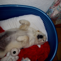 Photo #201138 de Cannelle
