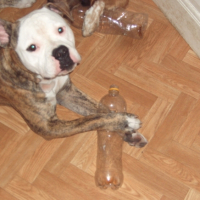 Photo #201148 de Furax
