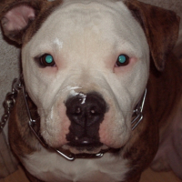Photo #201157 de Furax