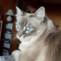 Photo #201178 de Bali