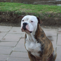 Photo #201183 de Furax