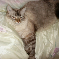 Photo #201201 de Yuna