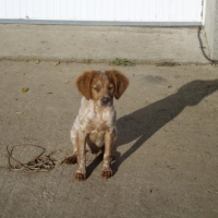 Photo #201220 de Simba
