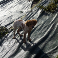 Photo #201223 de Simba