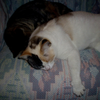 Photo #201229 de Nina
