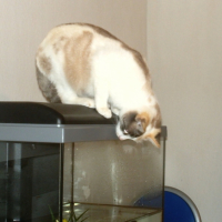 Photo #201231 de Nina