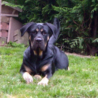 Photo #201255 de Cheyenne