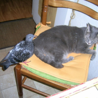 Photo #201318 de Myce
