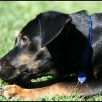 Photo #201338 de Twix