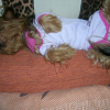 XENNA