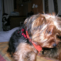 Photo #201383 de Xarra