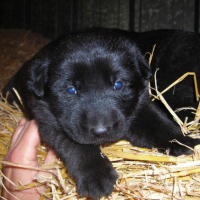 Photo #201429 de Enzo