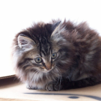 Photo #201518 de Biscuit