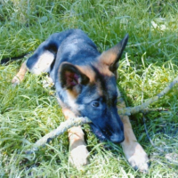Photo #201544 de Domino
