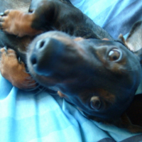 Photo #201592 de Léo