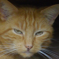 Photo #201597 de Tigrou
