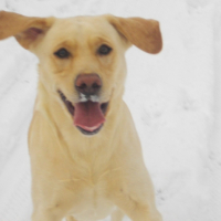 Photo #201601 de Cheyenne