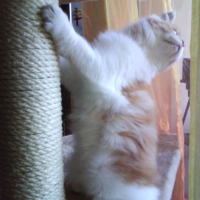 Photo #201611 de Milo