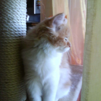 Photo #201613 de Milo