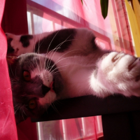 Photo #201620 de Shadow