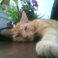 Photo #201621 de Tigrou