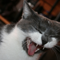 Photo #201625 de Shadow