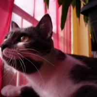 Photo #201629 de Shadow