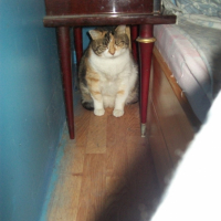Photo #201708 de Vanille