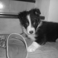 Photo #201712 de Koka