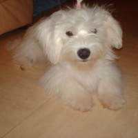 Photo #201723 de Chipie