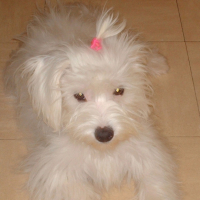 Photo #201728 de Chipie