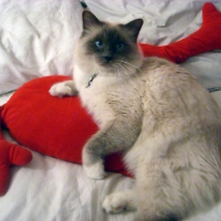 Photo #201838 de Canaille